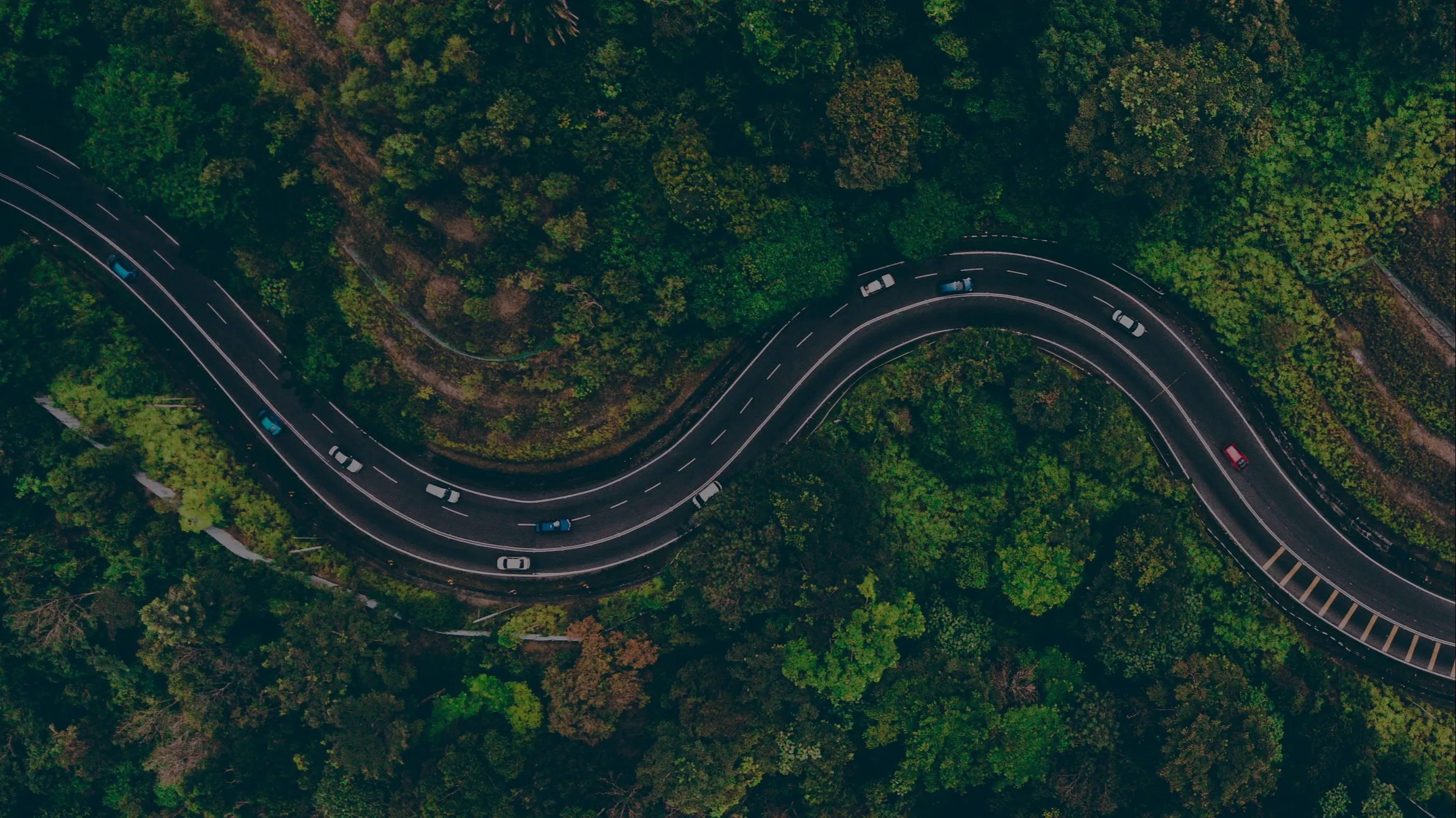 Forest background